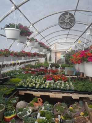 Hanging baskets and benches of plants inside Pleasant Valley Greenhouse