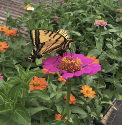 A swallowtail butterfly on a pink zinnia at Pleasant Valley Greenhouse